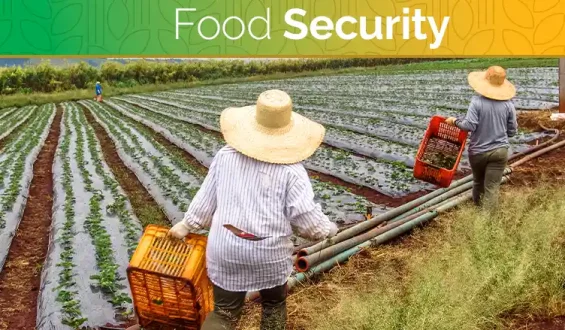 Food And Food Security