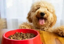 Dog Food Allergies and Sensitivities: Identifying and Managing Them