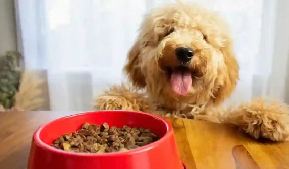 Dog Food Allergies and Sensitivities: Identifying and Managing Them