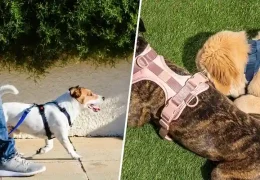 The Role of Harnesses in Canine Rehabilitation and Therapy