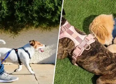 The Role of Harnesses in Canine Rehabilitation and Therapy