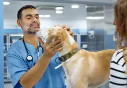 Paws and Policies: Choosing the Right Dog Insurance Plan