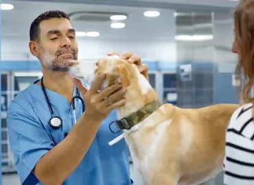 Paws and Policies: Choosing the Right Dog Insurance Plan